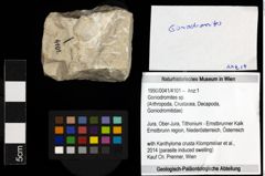 Foto (Objekt + Etiketten) von Goniodromites sp. 